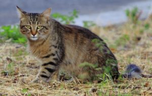 Fauna of Etna - Escursioni Etna - Guide Alpine Etna Sud